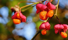漿果,紅色,橙
