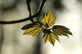 葉,自然,植物區(qū)系
