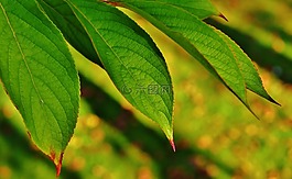 葉子,樹,綠色