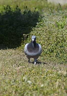 動物,鳥,鴿子