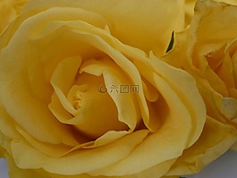 黃色,玫瑰,花