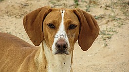 狗,vizla,棕色