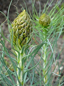 asphodeline,黄,植物