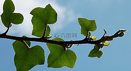 科,審美,樹