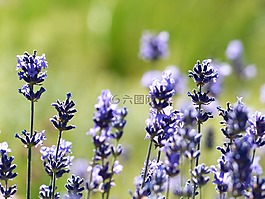 熏衣草,花,鮮花