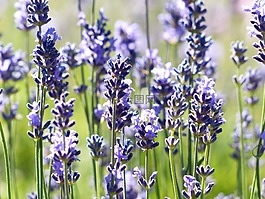 熏衣草,花,鮮花