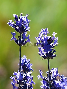 熏衣草,花,鮮花