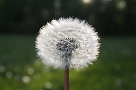花,種子,蒲公英