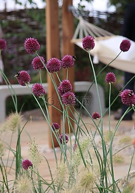 夏天,吊床,花園