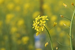 芥子相叶,芥末,花