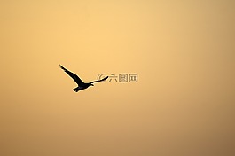 鳥,日落,天空