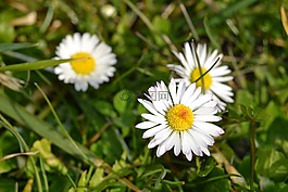 雛菊,花,太陽(yáng)