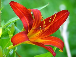 百合,花,紅色
