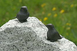 鳥類,石,nippes
