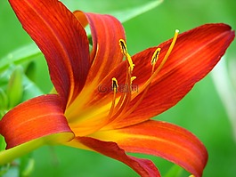 百合,開花,紅色