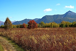 秋季,山,森林