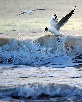 海,海洋,鳥