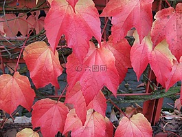 秋季,葉子,性質(zhì)