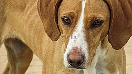 狗,vizla,棕色