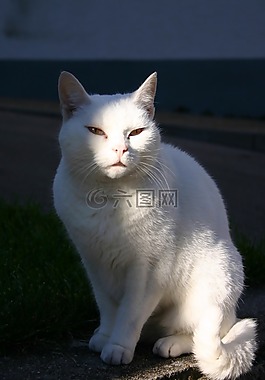 貓,寵物,動物