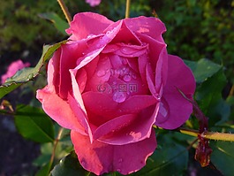 玫瑰,露珠,開花