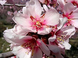 鮮花,杏仁樹,樹