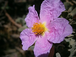 鮮花,jara,草原