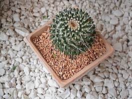 仙人掌,植物,植物辣