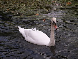 天鵝,鳥,河