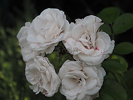 玫瑰,愛情,浪漫