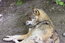 狼,犬紅斑狼瘡,歐洲狼