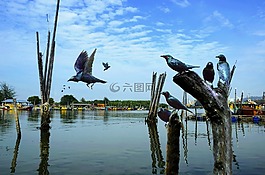河,水,鳥