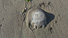 海蜇,海,海灘