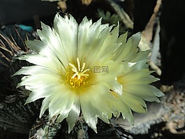 星球,ornatum,主教的