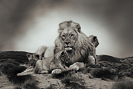 獅子,小獅子,動物