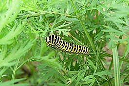 配合,性質(zhì),卡特彼勒