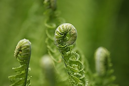 蕨类,绿色,辊