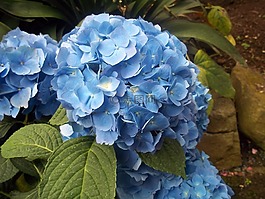 蓝色,绣球,花