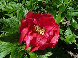 花,牡丹,春天