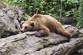 熊,捕食,動(dòng)物園