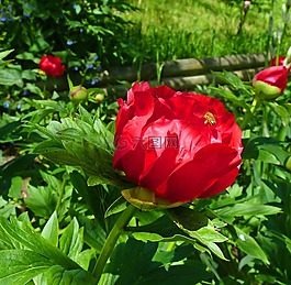 花,牡丹,春天