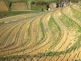 葡萄園,葡萄,春天