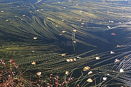 水,湖,秋季