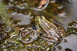 青蛙,水,兩棲動物