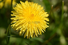 蒲公英,開花,黃色
