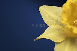 水仙,花,開花