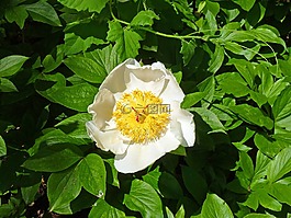 花,牡丹,開(kāi)花