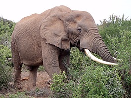 olifant,南afrika,非洲