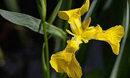黄色,虹膜,花