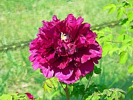 花,牡丹,开花